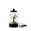 Best BULLE DE NATURE Terrarium Kraft Ginseng en verre transparent Naturalys taille M - Ø 15,5 x 26 cm