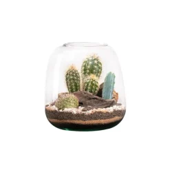 BOTANIC® Terrarium cactés Moly Cactus - Taille M Ø 19 cm H 20 cm