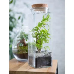Clearance BULLE DE NATURE Terrarium quitto taille L Ø 10 x h 30 cm