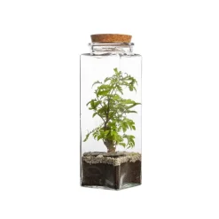 Clearance BULLE DE NATURE Terrarium quitto taille L Ø 10 x h 30 cm