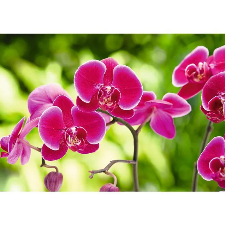 Hot BOTANIC® Terreau orchidées - 4 L