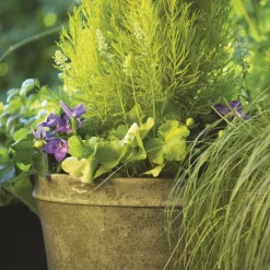 Best BOTANIC® Terreau universel