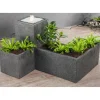 HEISSNER Thalia dealbata en pot design de 10 L