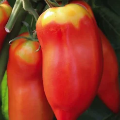 Outlet BOTANIC® Tomate Allongée Andine Cornue Bio. La barquette de 3 plants
