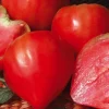 Sale BOTANIC® Tomate Allongee Coeur Cauralina Bio. Le pot de 10,5 cm