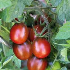 Hot BOTANIC® Tomate Cerise Allongee Prune Noire Bio. Le pot de 10,5 cm