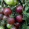 Outlet BOTANIC® Tomate Cerise Ronde Black Cherry Bio. Le pot de 10,5 cm