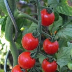 Online BOTANIC® Tomate Cerise Ronde Miel Du Mexique Bio. La barquette de 3 plants