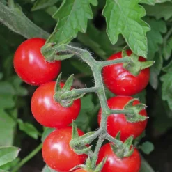 BOTANIC® Tomate Cerise ronde Plumbrella bio. Le pot recyclé de 2.5 litres