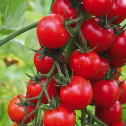 Discount BOTANIC® Tomate Cerise Supersweet 100 F1 Bio. La barquette de 3 plants
