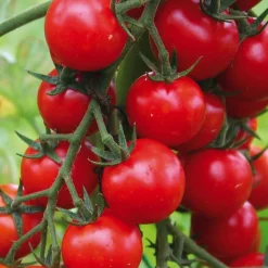 BOTANIC® Tomate Cerise Supersweet 100 F1 Bio. Le pot de 10,5 cm