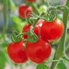 Outlet BOTANIC® Tomate Cerise Sweet Baby Bio. Le pot de 10,5 cm