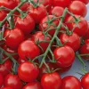 Sale BOTANIC® Tomate Cocktail En Grappe Harmony Bio. Le pot de 10,5 cm