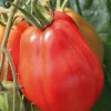 Hot BOTANIC® Tomate Corazon Bio. La barquette de 3 plants