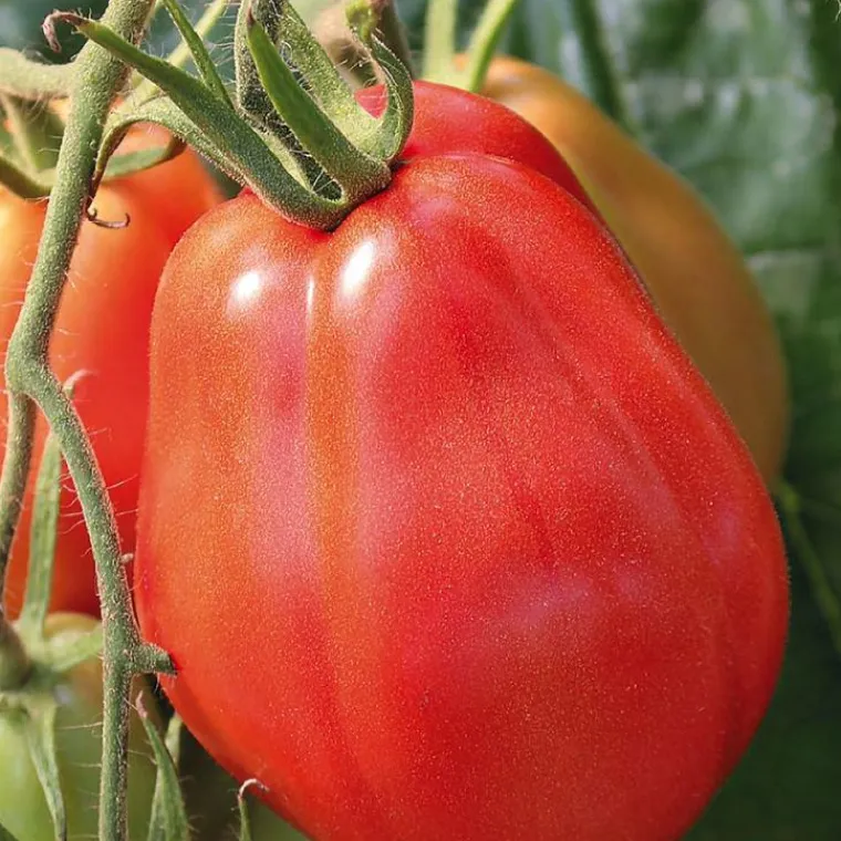 Hot BOTANIC® Tomate Corazon Bio. La barquette de 3 plants