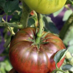 Hot BOTANIC® Tomate Côtelee Noire De Crimee Bio. La barquette de 3 plants