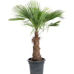 Best Trachycarpus (Palmier chanvre) 125/150 en pot de 70 L vert