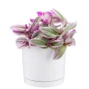 Hot BOTANIC® Tradescantia Nanouk rose en pot blanc émaillé . Le pot Ø 15 cm