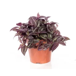 Hot Tradescantia pendula