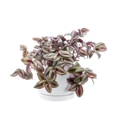 Best BOTANIC® Tradescantia Zebrina vert en pot blanc émaillé . Le pot Ø 15 cm