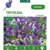 BOTANIC® Triteleia Brodiaea Reine Fabiola bleu - 25 bulbes