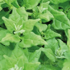 Sale BOTANIC® Tétragone Cornue Épinard De Nouvelle Zélande. L'emballage 1 plant