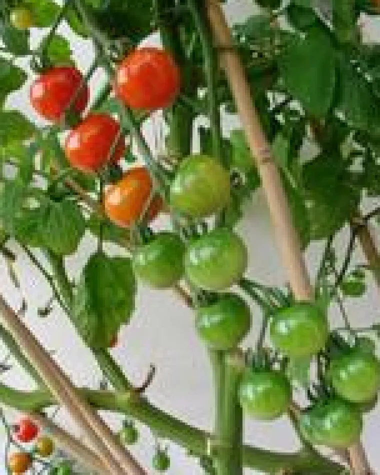 Hot TRADEX Tuteur coloris bois en bambou - 90 cm