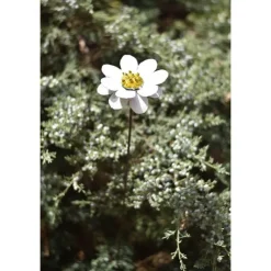 Online CHOUETTE AND CO Tuteur marguerite en métal recyclé peint blanc Chouette & Co