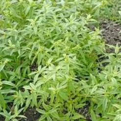 Discount BOTANIC® Verveine Citronnelle Bio. Le pot de 2,5 litres