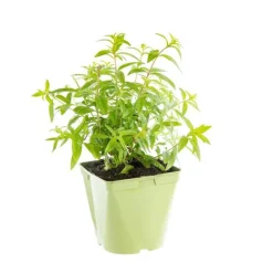 Discount BOTANIC® Verveine Citronnelle Bio. Le pot de 2,5 litres