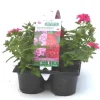 Outlet BOTANIC® Verveine retombante rose - Le pack de 6 plants