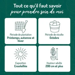 Discount BOTANIC® Vigne Alphonse Lavallee. Le pot de 2 litres