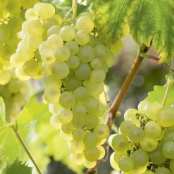 BOTANIC® Vigne Catarratto Bio. Le pot de 6 litres