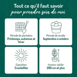 Discount BOTANIC® Vigne Chasselas Dore. Le pot de 2 litres