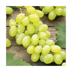 Discount BOTANIC® Vigne 'Danuta'. Le pot de 2 litres