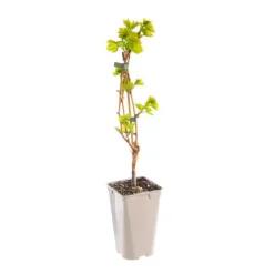 Discount BOTANIC® Vigne Muscat De Hambourg. Le pot de 2 litres