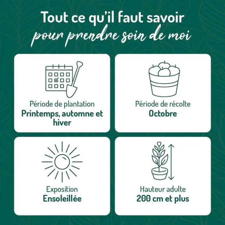 Outlet BOTANIC® Vigne Muscat De Hambourg. Le pot de 5 litres