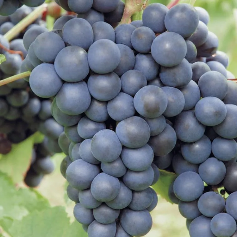 Outlet BOTANIC® Vigne Muscat De Hambourg. Le pot de 5 litres