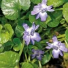 Clearance BOTANIC® violette Odorante bleue - Le pot de 9 x 9 cm
