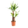 Discount Yucca 2 pieds (60/30) pot Ø18xH110 cm