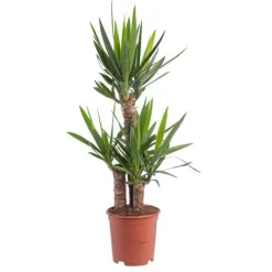 Discount Yucca 3PP 60/30/20 pot Ø21xH105