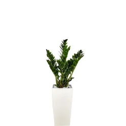 Sale Zamioculcas et son pot Cubico premium Ø 30 blanc