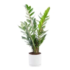 Best BOTANIC® Zamioculcas vert en pot blanc émaillé . Le pot Ø 15 cm
