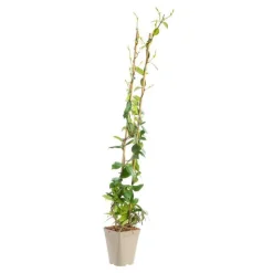 Online BOTANIC® Jasmin étoiléSPERMUM WILSONII. Le pot de 3 litres