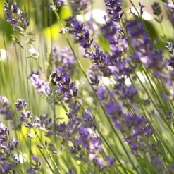Clearance Lavande. Le pot de 5 litres
