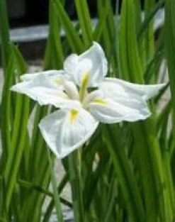 Discount BOTANIC® Plantain d’eau lancéolé godet 9x9 cm