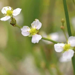 Discount BOTANIC® Plantain d’eau lancéolé godet 9x9 cm