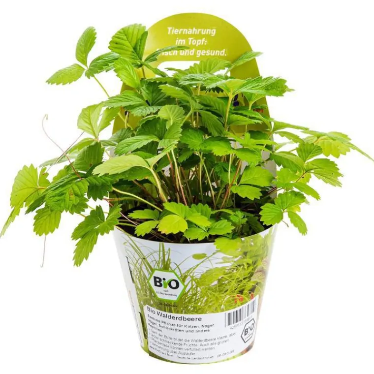 Plante Amie Des Animaux Fraise Des Bois Bio. Le pot de diamètre 11 cm