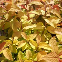 Outlet Spirée Bumalda Gold Flame. Le pot de 7,5 litres