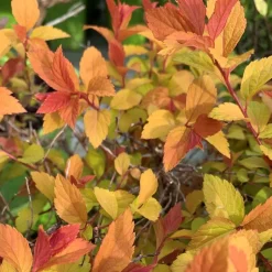 Outlet Spirée Japonaise Magic Carpet. Le pot de 4,5 litres